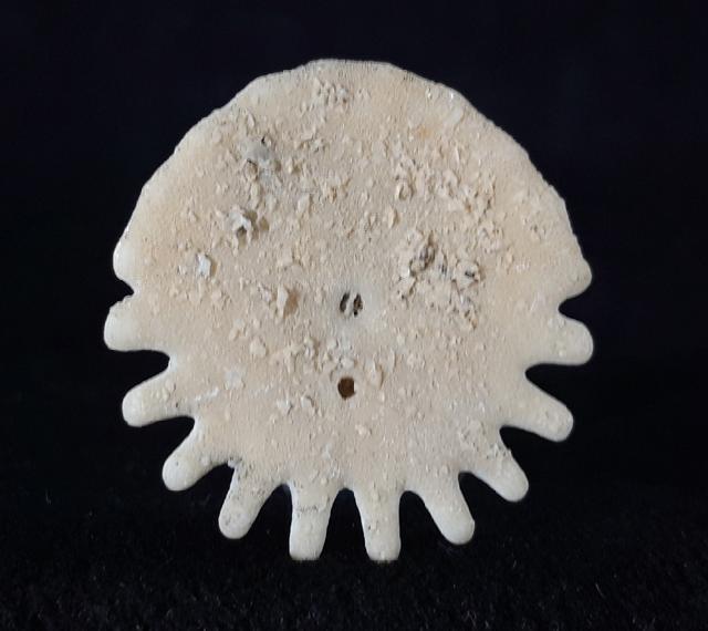 Heliophora orbicularis AGASSIZ 1840 - Bild © FossNet FossilienStore